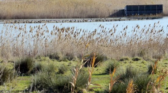 Cycling from Colonia Guell to Llobregat Delta. Protected area | BIKING THROUGH SPAIN